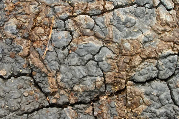 Cracked Mud Swamp — Stock Photo, Image