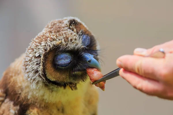 Brown Wood Owl Gets Small Chicken — Stock Photo, Image