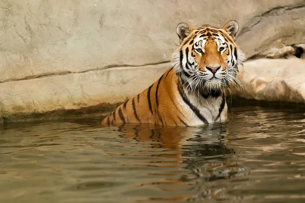 Closeup Shot Adult Tiger Blurred Background — Stock Photo, Image