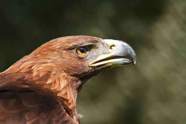 Águila Real Aquila Chrysaetos Cabeza Retrato —  Fotos de Stock