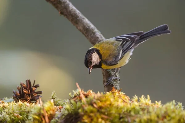 Great Tit Portrait Wild Nature — Photo