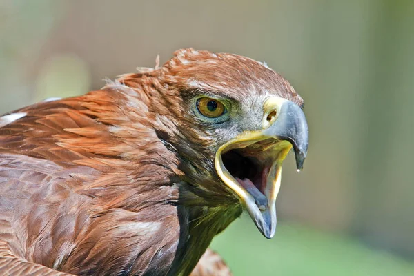Golden Eagle Closeup Shot Blurred Background — Fotografia de Stock