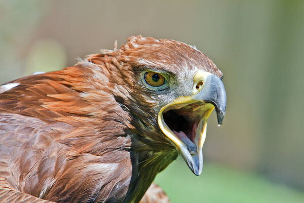 Golden eagle, closeup shot with blurred background