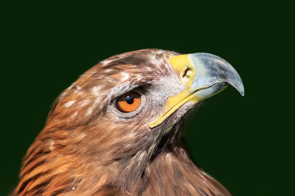 Golden Eagle Closeup Shot Blurred Background — ストック写真