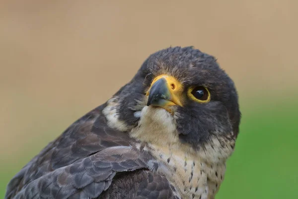 Peregrine Falcon Falco Peregrinus Portrait Close — Stock Fotó