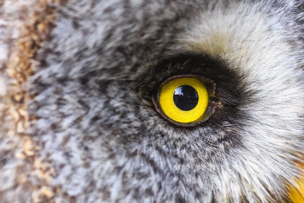 Gran Búho Gris Muy Cerca — Foto de Stock