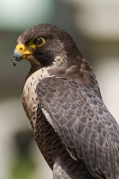 Peregrine Falcon Falco Peregrinus Portrait Close — Foto Stock