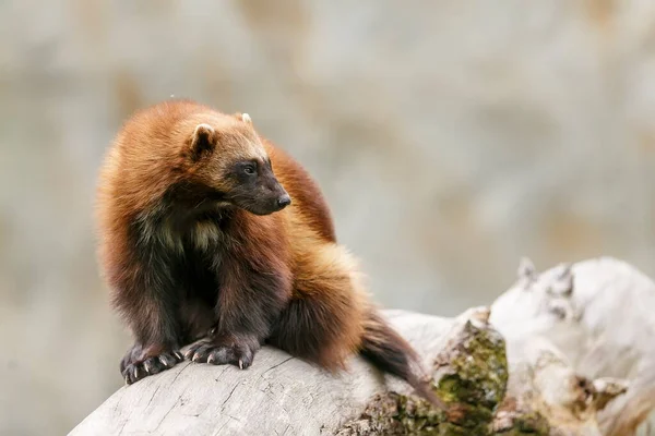 Wolverine Portrait Wild Nature — Stock Photo, Image