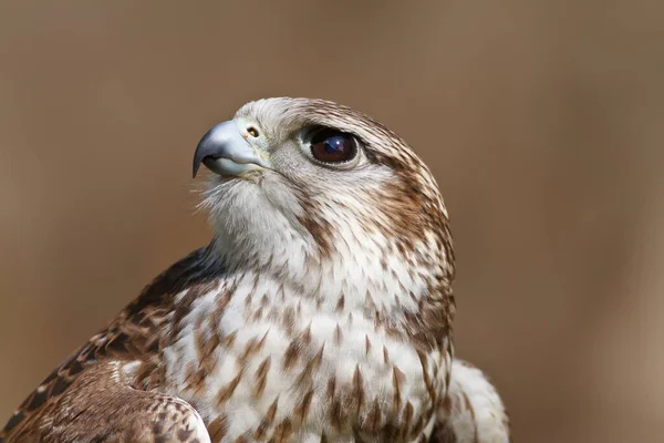 Saker Falcon Closeup Portrait — Stock Photo, Image