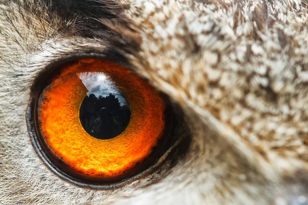 Eurasian eagle-owl portrait, daytime shot at wild nature 