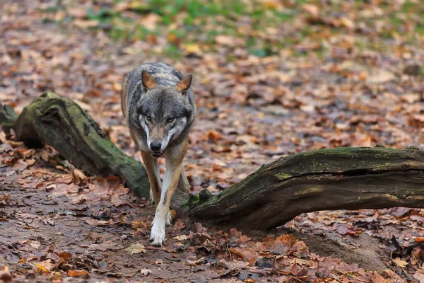 Avrasya kurdu, Canis lupus, sonbahar ormanlarında yürür.