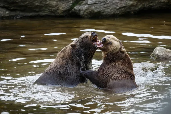 Brown Bears Water Daytime — Stock Photo, Image