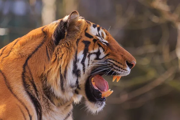Zbliżenie Dorosłego Tygrysa Niewyraźnym Tle — Zdjęcie stockowe
