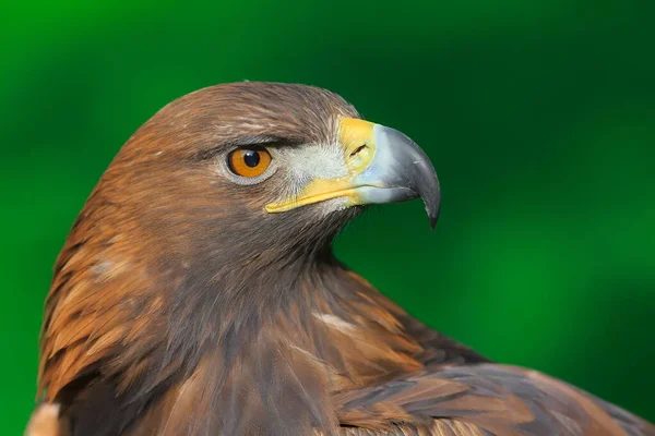 Golden Eagle Closeup Shot Blurred Background — Stock Photo, Image