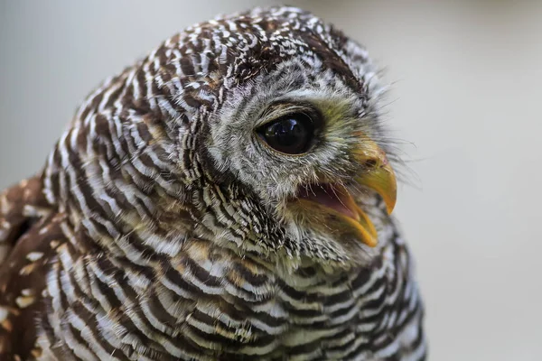 Portrait Hibou Pattes Folles — Photo