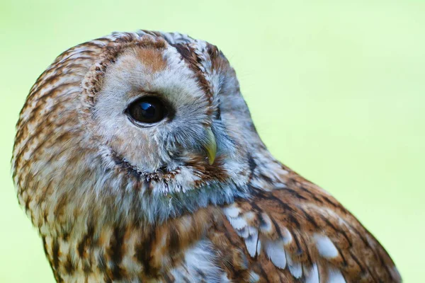 Tawny Owl Portrait Daytime — Stock Photo, Image