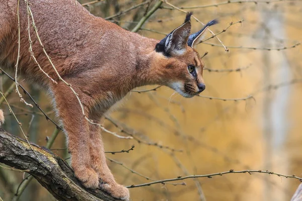 Euraziatische Lynx Lynx Lynx Snuift Een Stuk Vlees Een Rots — Stockfoto