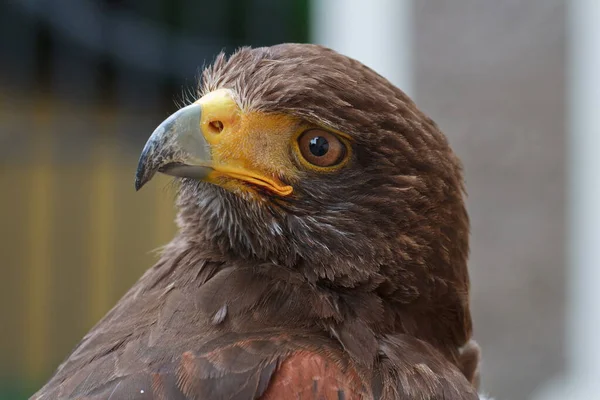 Golden Eagle Closeup Shot Blurred Background — Stockfoto