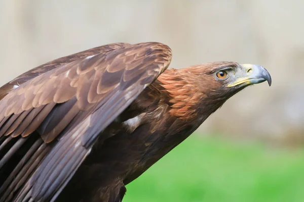 Águila Dorada Primer Plano Con Fondo Borroso — Foto de Stock