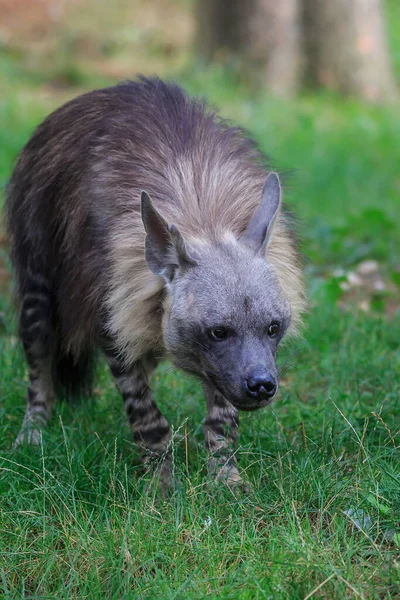 Brown Hyena Wild Nature — Stock fotografie