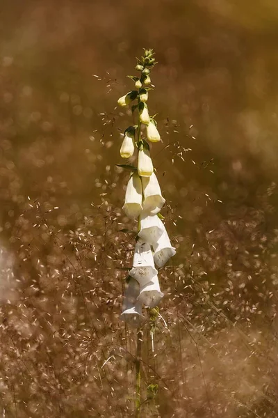 Closeup Flower Blurred Background — 스톡 사진