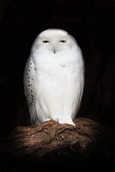 Bird Fauna Snowy Owl Close — Stok fotoğraf