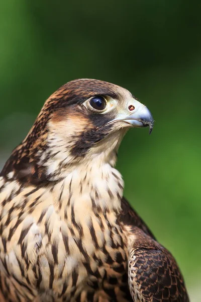 Peregrine Falcon Closeup Portrait — Stock Photo, Image