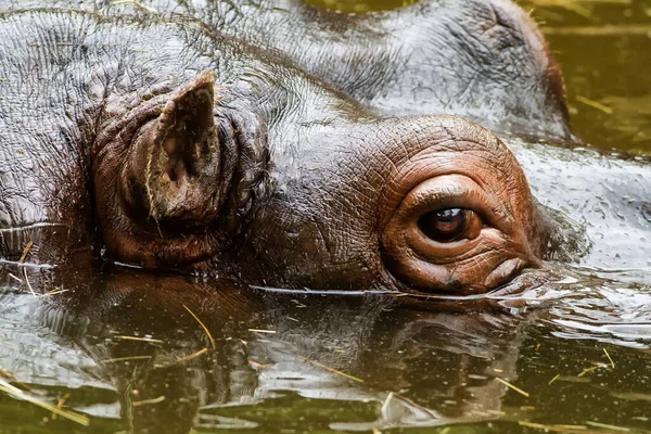 Hippopotamus Amphibius Water Wildlife — Photo