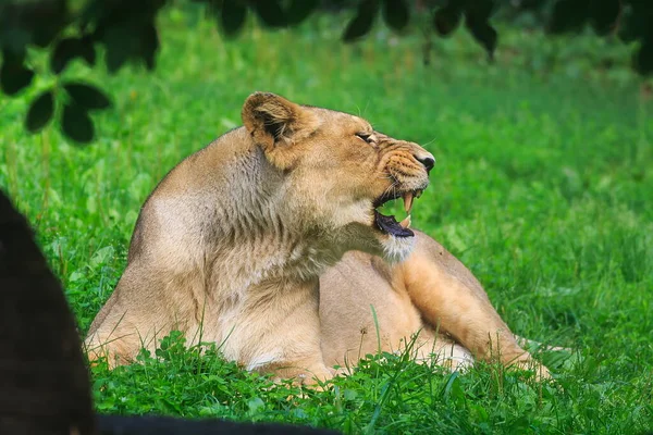 Lioness Panthera Leo Portrait Zoo Daytime — ストック写真
