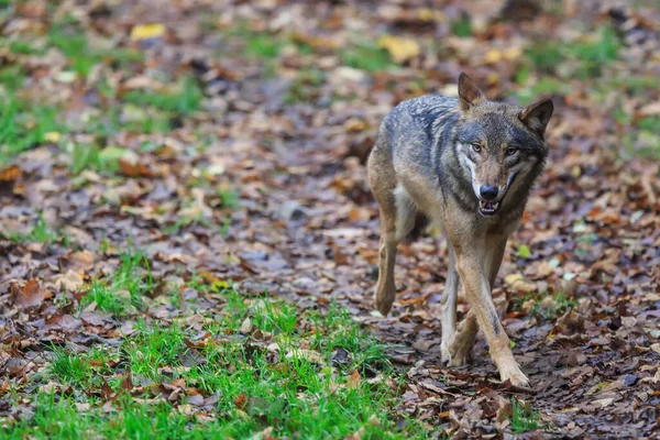 Eurasian Wolf Canis Lupus Lupus Walks Autumnal Forest — Foto de Stock