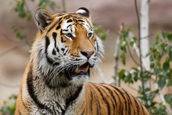 Retrato Tigre Adulto Zoológico Durante Día —  Fotos de Stock