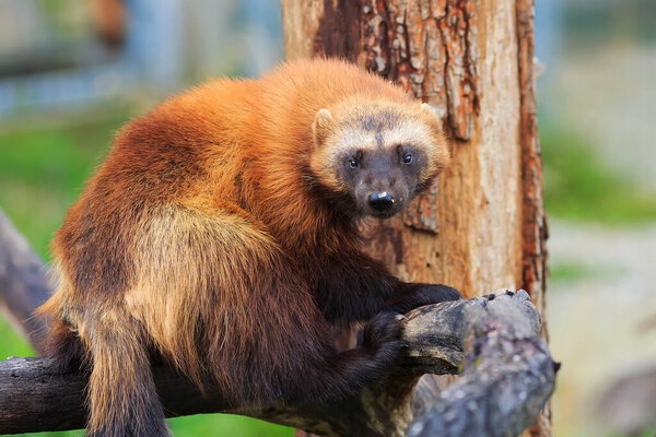 Портрет росомахи на природе 