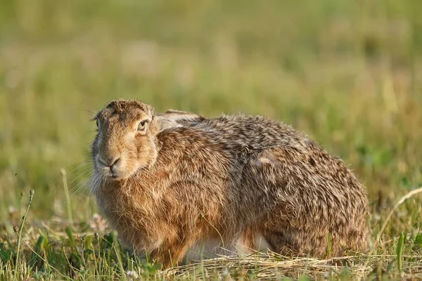 Mladý Evropský Zajíc Lepus Europaeus Stojí Zadních Nohou Poslouchá Rozhlíží — Stock fotografie