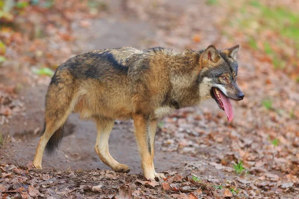 Eurasian Wolf Canis Lupus Lupus Walks Autumnal Forest — ストック写真