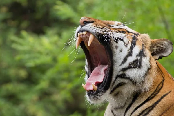 Closeup Shot Adult Tiger Blurred Background — ストック写真