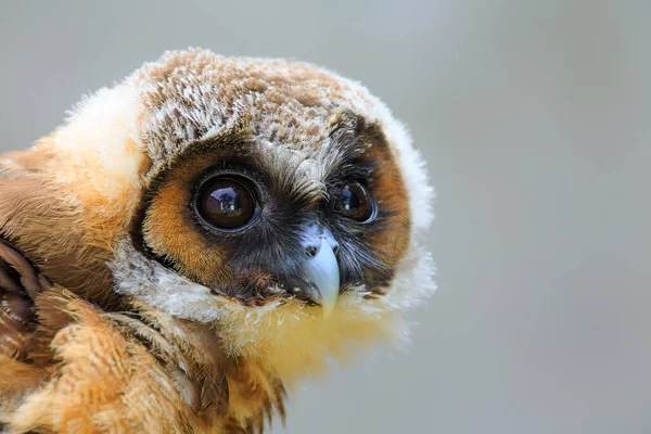 Brown Wood Owl Portrait Closeup — Stock Photo, Image