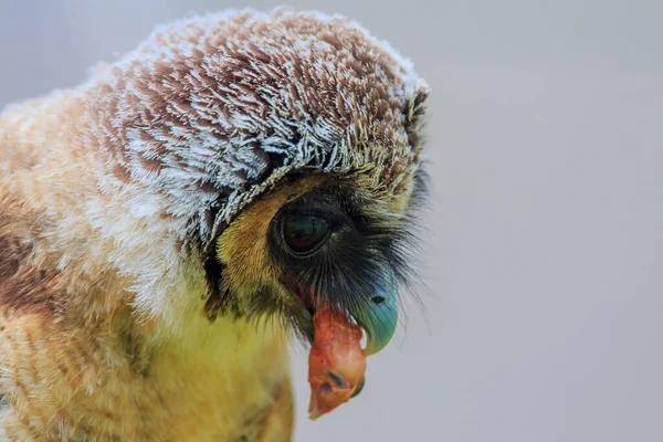 Brown Wood Owl Gets Small Chicken — Stock Photo, Image