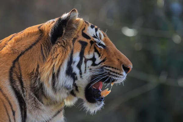 Closeup Tiro Tigre Adulto Fundo Borrado — Fotografia de Stock