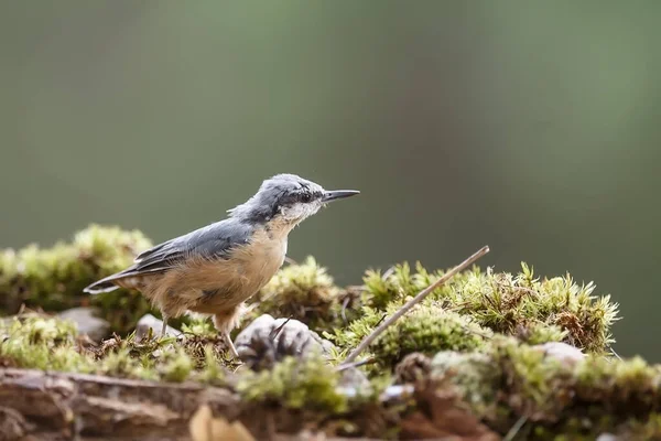 Closeup Small Bird Ground — Foto Stock