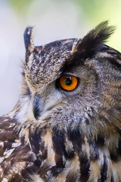 Eurasian Eagle Owl Portrait Daytime Shot Wild Nature — Photo