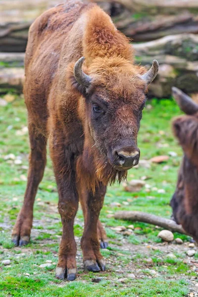 Bisonte Europeo Bison Bonasus Mamífero Más Grande Que Vive Europa —  Fotos de Stock