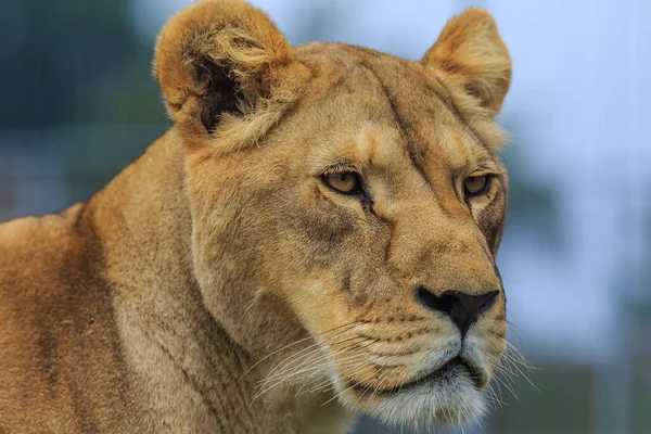 Oroszlán Panthera Leo Portré Állatkertben Nappal — Stock Fotó
