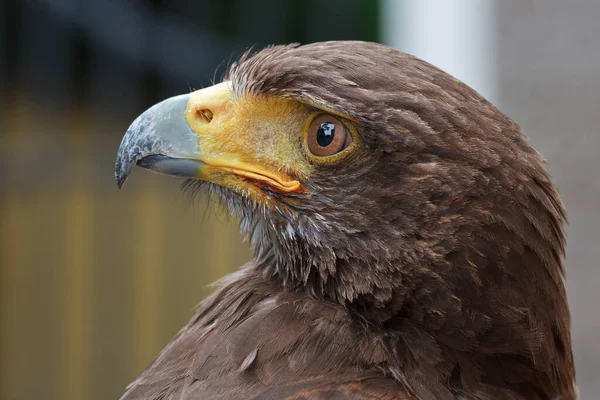 Golden Eagle Closeup Shot Blurred Background — Photo
