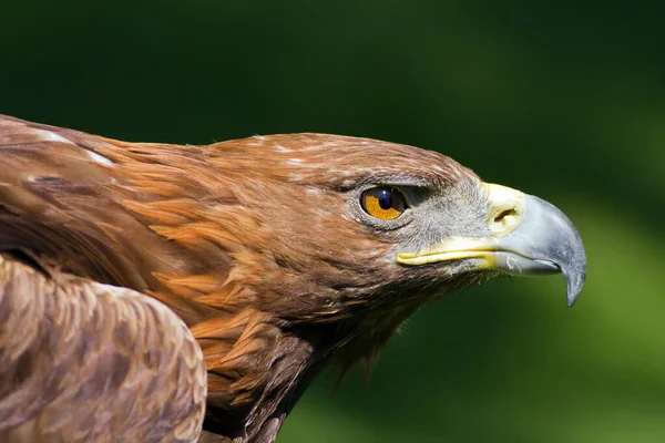 Golden Eagle Closeup Shot Blurred Background — Stock Photo, Image