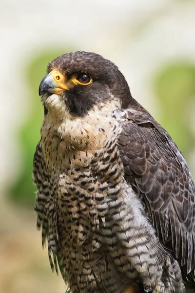 Peregrine Falcon Falco Peregrinus Portrait Close — Zdjęcie stockowe