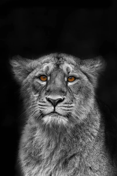 Lioness Panthera Leo Portrait Zoo Daytime — Fotografia de Stock