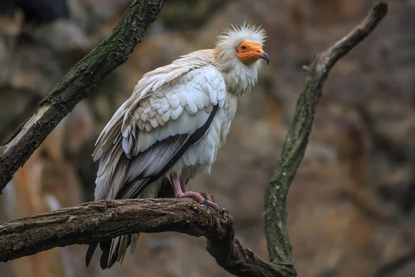 Vulture Portrait Wild Nature — Fotografia de Stock