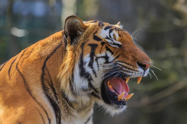 Closeup Shot Adult Tiger Blurred Background — Stock Photo, Image