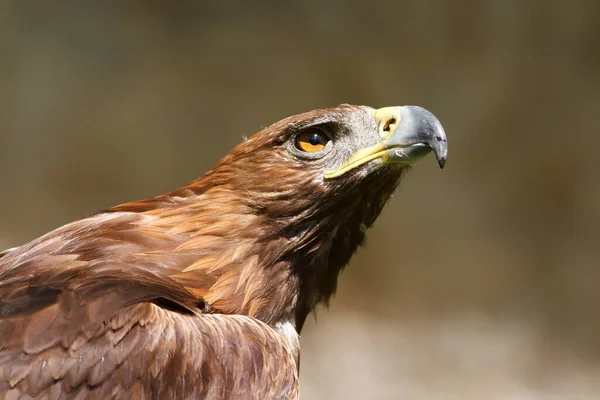 Golden Eagle Closeup Shot Blurred Background — Foto de Stock