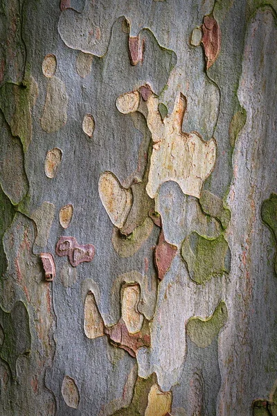 Hintergrund Der Alten Baumrinde — Stockfoto